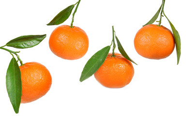 fresh tangerine fruits