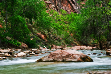 Fototapeta premium River in Zion Canyon