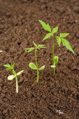 Three saplings growing from soil