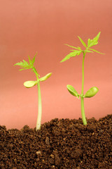 Two plants growing from soil