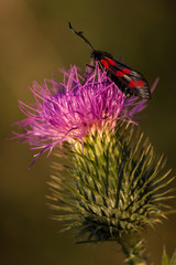 burnet (zygaena). Macro photo.