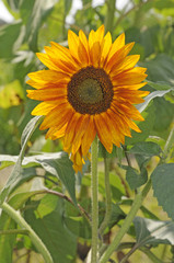 Obraz premium Sonnenblume