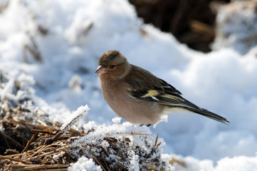 Chaffinch