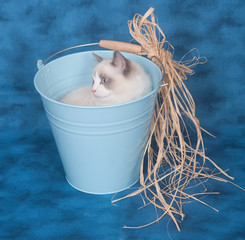 Ragdoll in a bucket on blue