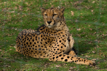 Gepard