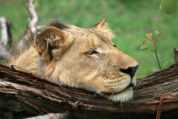 Lion au repos