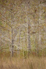 Beautiful formation of Cypress trees at the Everglades