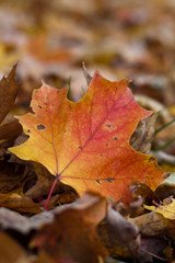 Red Maple Leaf