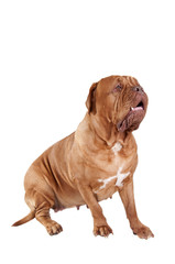 Dogue de Bordeaux