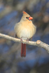 Cardinal On A Branch