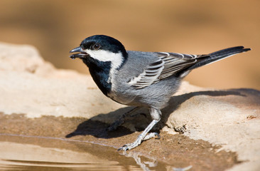 Ashy Tit