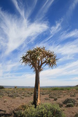 Quiver Tree