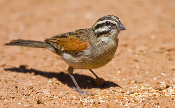 Cape Bunting