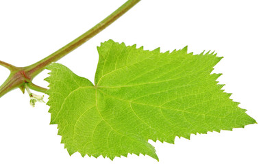 feuille verte vigne bourgeon printemps fond blanc