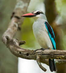 Woodland Kingfisher