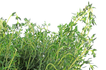 bouquet thym fond blanc
