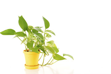 Houseplant - Isolated over a White Background