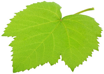 vigne feuille verte fond blanc