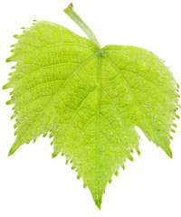 vigne feuille printemps fond blanc