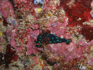 Nudibranche