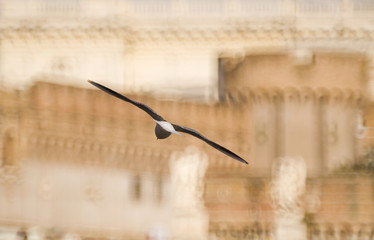Roma, Castel S. Angelo e gabbiano in volo