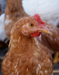 Chicken, looking at you