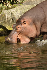 Hippo walking into the water with its mouth open