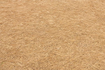 Dry grass field