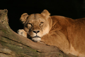 Löwe_06