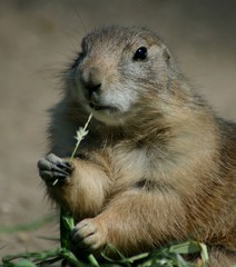 Schwarzschwanz-Präriehund_05