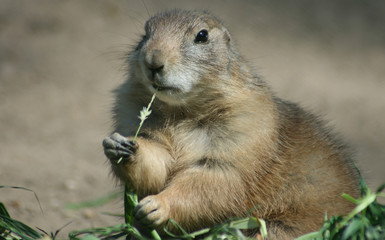 Schwarzschwanz-Präriehund_03