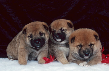 trois adorables tout petits shiba Inu en studio de face