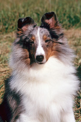 portrait d'un chien shetland bleu merle assis de face