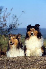 deux chiens shetland adultes assis côte à côte