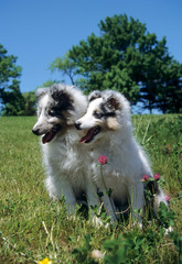 deux jeunes chiens shetland assis côte à côte