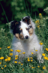 shetland chiot assis seul à la campagne en été