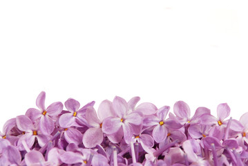 Fototapeta na wymiar Flowers of a lilac