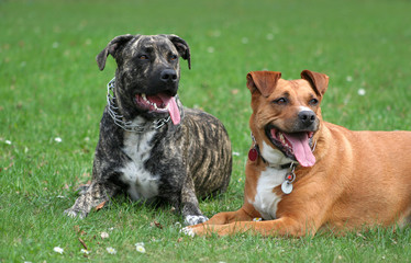 Staffords Hunde mit Halsband liegen im Gras