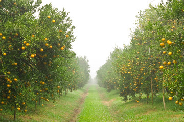 Fototapeta na wymiar Ogród pomarańczowy rano, na północ od Tajlandii