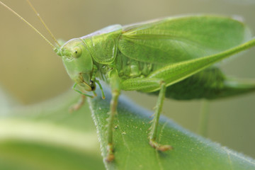 Heuschrecke