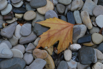 Yellow maple leaf on wet stones