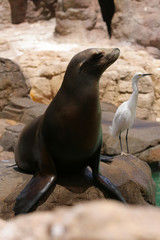 Obraz premium Seal..