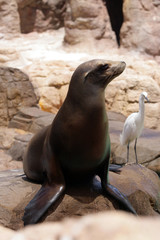 Fototapeta premium Seal..