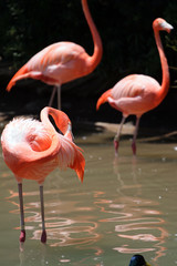 Flamingo..