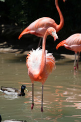 Flamingo..