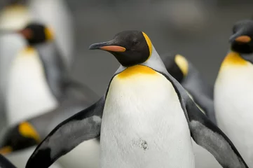 Rolgordijnen King Penguin - Wings Open © Rich Lindie