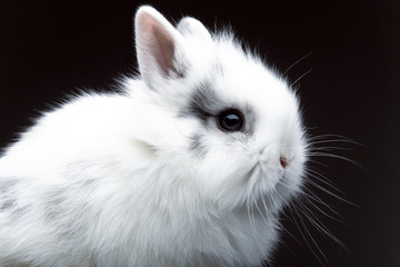 White bunny