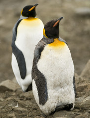 To King Penguins, One in Moult