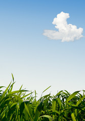 Obraz premium idyllic landscape