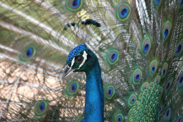 Fototapeta premium Stolzer Pfau